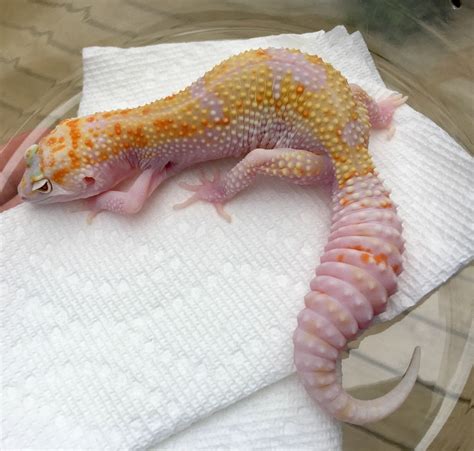 Leopard Gecko Albino Morphs