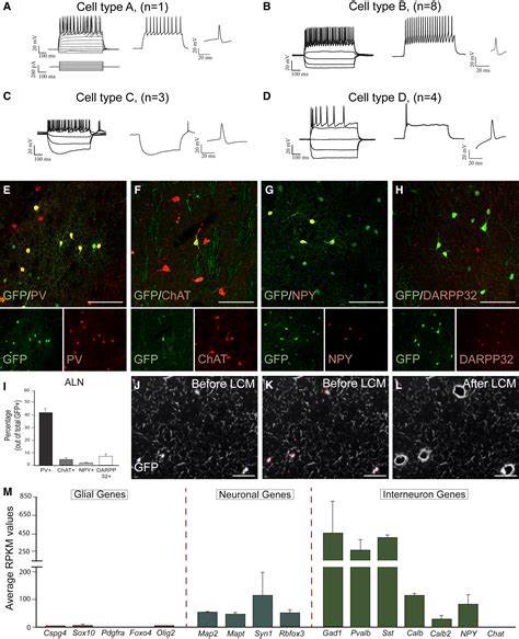 Direct Reprogramming Of Resident NG2 Glia Into Neurons With Properties