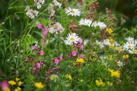 Blomsterbed Med Vilde Blomster Biodiversitet Hvid Okse Je