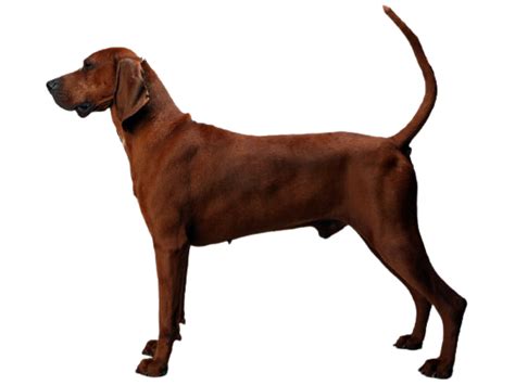 Are Redbone Coonhound Hypoallergenic