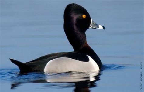 Ring-necked Duck Facts, Figures, Description and Photo