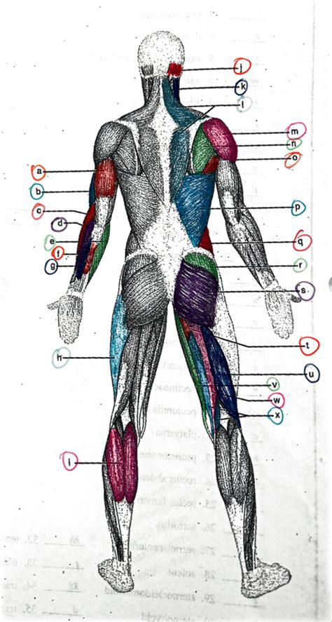 Muscles Back Diagram Quizlet