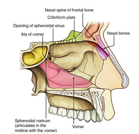 Easy Notes On 【nasal Cavity】learn In Just 4 Minutes