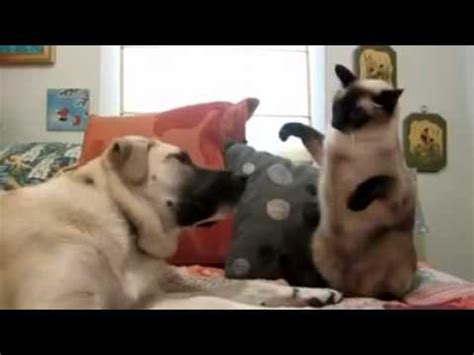 Katze Vs Hund YouTube