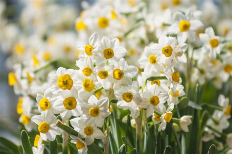 Narcissus Flowers Pictures | Best Flower Site