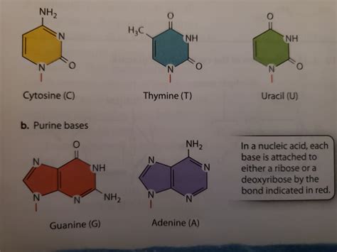 Chapter 2 The Molecules Of Life Flashcards Quizlet