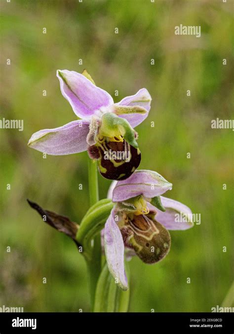 A Spike Of Pink Brown Flowers Of A Bee Orchid Ophrys Apifera Growing