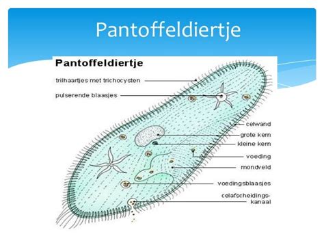 Presentatie Eencelligen En Meercelligen