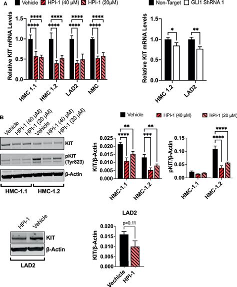 Frontiers A Critical Function For The Transcription Factors Gli And