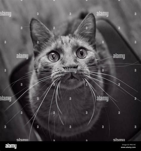 Tabby Cat Face High Resolution Stock Photography And Images Alamy