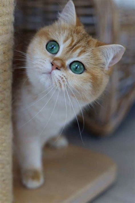 poezen cattery maneki neko