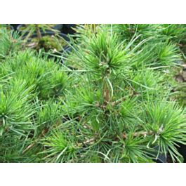 Sosna Pospolita Globosa Viridis Pinus Sylvestris Sadzonki