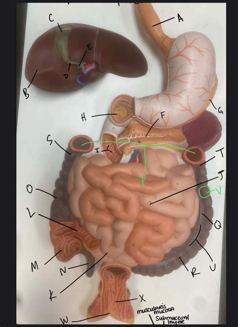 Lab Organ System Model Labeled Diagram Quizlet