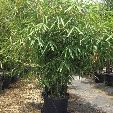 Bambusa vulgaris, Common Bamboo - MyGreenResort