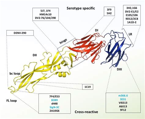 Frontiers Dengue Virus Neutralizing Antibody A Review Of Targets