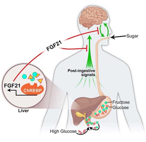 Liver FGF21 And Appetite IMAGE EurekAlert Science News Releases