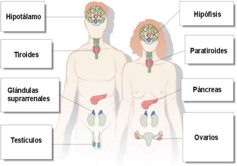 Esquema Sistema Endocrino Anatomia Y Fisiologia Humana Anatomia Y