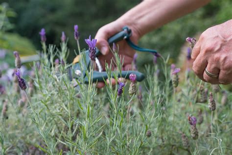 How to Prune Lavender Plants