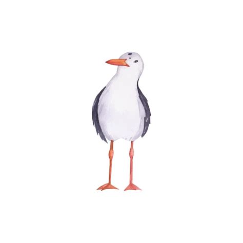 Premium Vector Seagull Watercolor Illustration