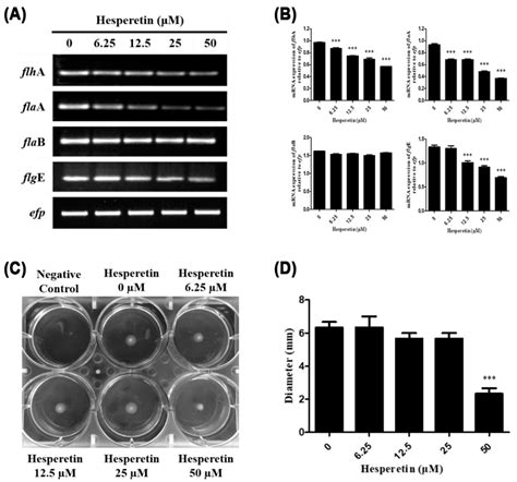 IJMS Free Full Text Hesperetin Inhibits Expression Of Virulence