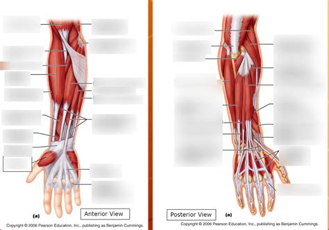 Muscles That Move The Wrist Diagram Quizlet