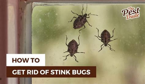 How To Get Rid Of Stink Bugs In Your Home 8 Effective Ways The Pest Dude