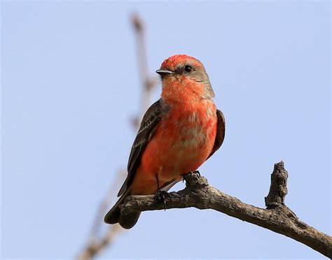 Vermilion Flycatcher | Audubon Field Guide