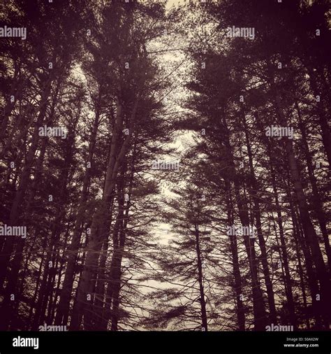 Evergreens Evergreen Trees Hi Res Stock Photography And Images Alamy