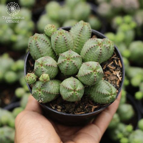 Sukulen Euphorbia Glubosa Tanaman Kaktus Warna Warni Free Pot