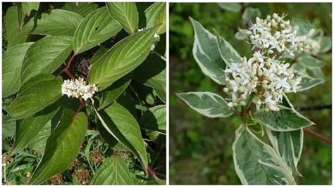 21 Different Types of Dogwood Trees & Their Identifying Features