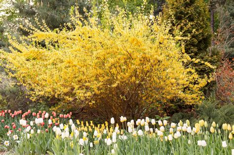 Schnell Wachsende Str Ucher F R Deinen Garten