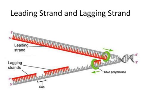 Ppt Dna Replication And Repair Powerpoint Presentation Free Download Id 2613058