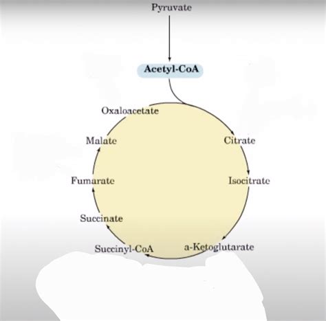 Anaplerotic reactions Diagram | Quizlet