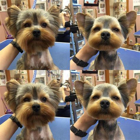 Repinned Before And After Yorkie Grooming Yorkshire Terrier Grooming