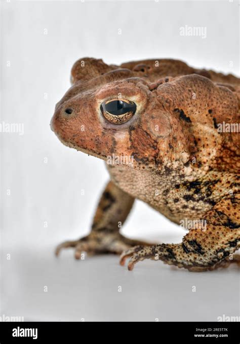 Frog Common Toad Bufo Bufo Isolated On White Background Stock Photo