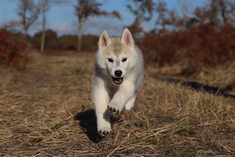 chiots husky sibérien unCompagnon fr