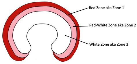 Anatomy Of The Meniscus Mercure