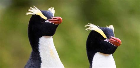 Every Single Species of Penguin with Yellow Hair