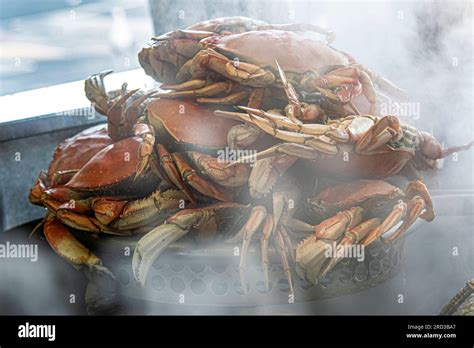 Fishermans Wharf Crab Freshly Cooked And Steamed Dungeness Crabs At