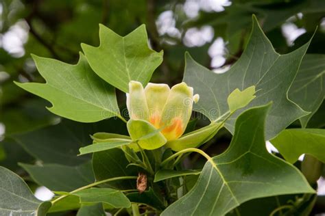 Tulip Poplar Tree Close Up of the Flower with Leaves Stock Photo ...