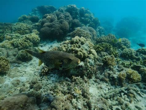 Pulau Liwungan Pandeglang Tiket Ragam Aktivitas Juli