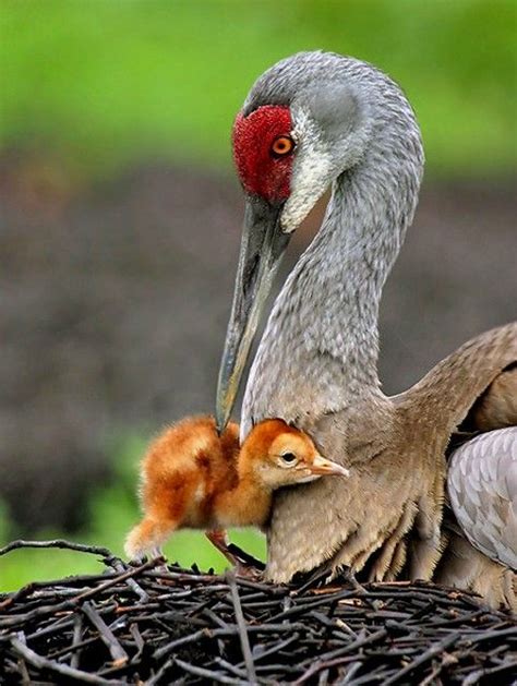 Sandhill Crane & Baby | A1 Pictures