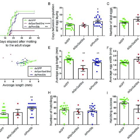 Effects Of RNAi Mediated Knockdown Of The Individual Halloween Genes