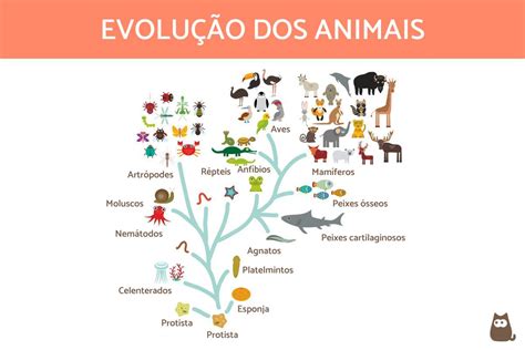 Mapa Mental Evolu O Das Esp Cies Librain