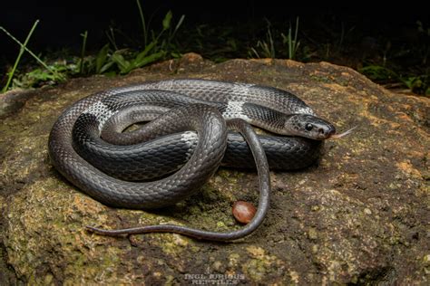 Malayan Banded Wolf Snake In October 2020 By Artur Tomaszek INaturalist