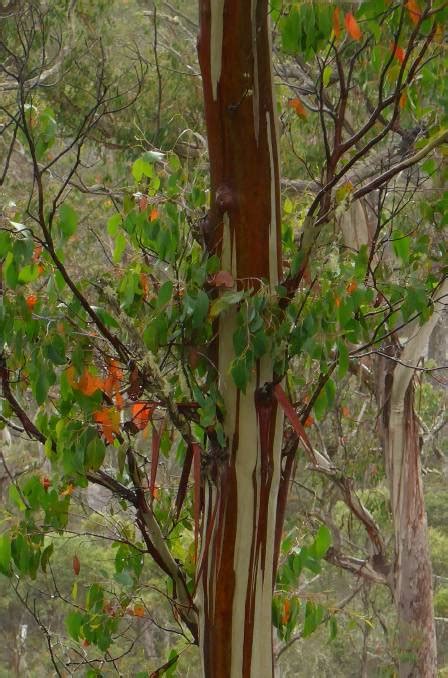 Tassies Wild Gondwana Garden Glory The Land Nsw