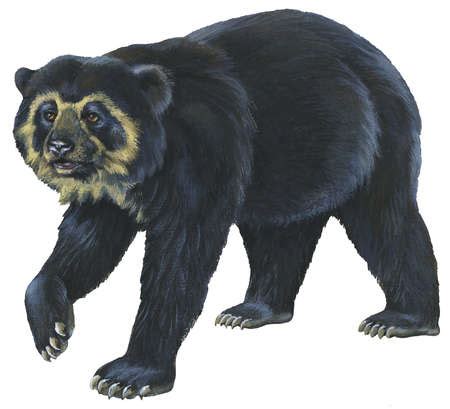 Stock Illustration Spectacled Bear Tremarctos Ornatus