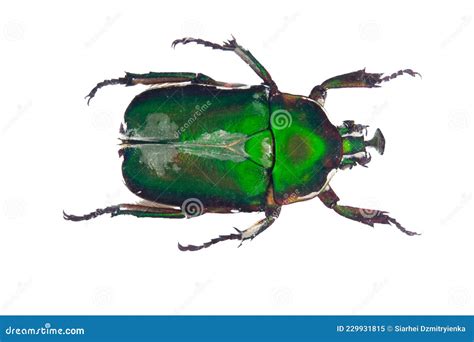 Escarabajo Verde Cerrado Aislado Sobre Fondo Blanco Imagen De Archivo