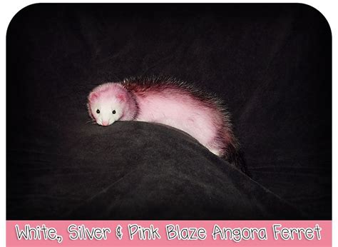 White, Silver, & Pink Blaze Angora Ferret | Angora ferret, Ferret, Angora