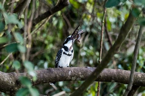 Birds in Nyungwe forest national park- Birding permit in Nyungwe